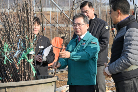 군위군, 신품종 사과 '골든볼' 첫 식재…전국 최대 여름 사과 주산지 도약 기대 