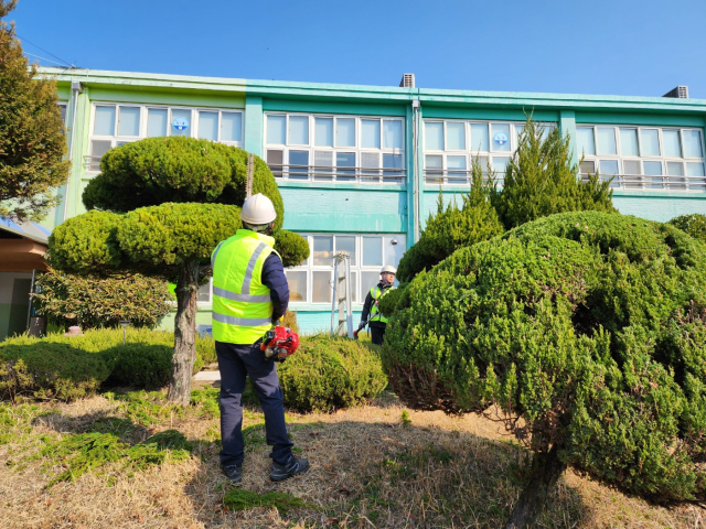 창녕교육지원청, 학교 수목 전정 사진. 창녕교육지원청 제공