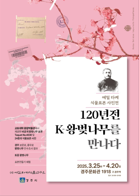 비공개 교토대 소장 '제주왕벚나무' 고표본 등 식물표본, 사진으로 첫 공개