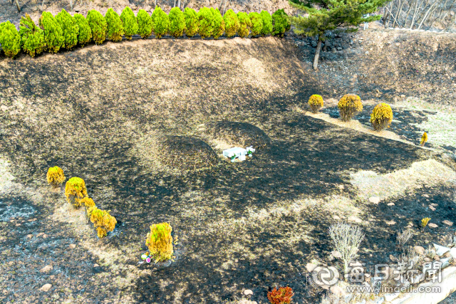 경북 의성군 산불 발생 이틀째인 23일 안평면 한 묘지가 불에 타 검게 그을려 있다. 안성완 기자 asw0727@imaeil.com