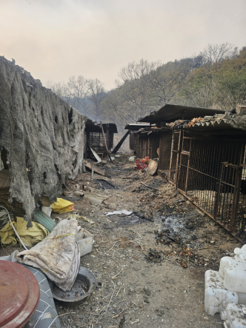 불길 속 남겨진 목줄…의성 산불 '소중한 생명' 구조 이야기