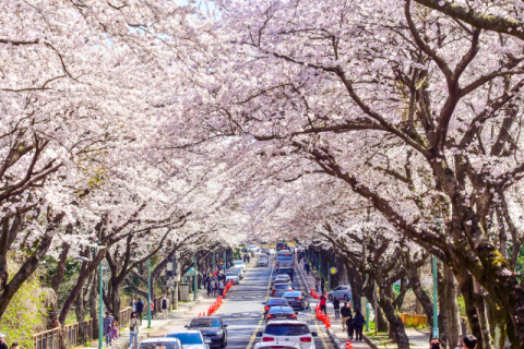 [팔도핫플레이스] 제주 벚꽃명소