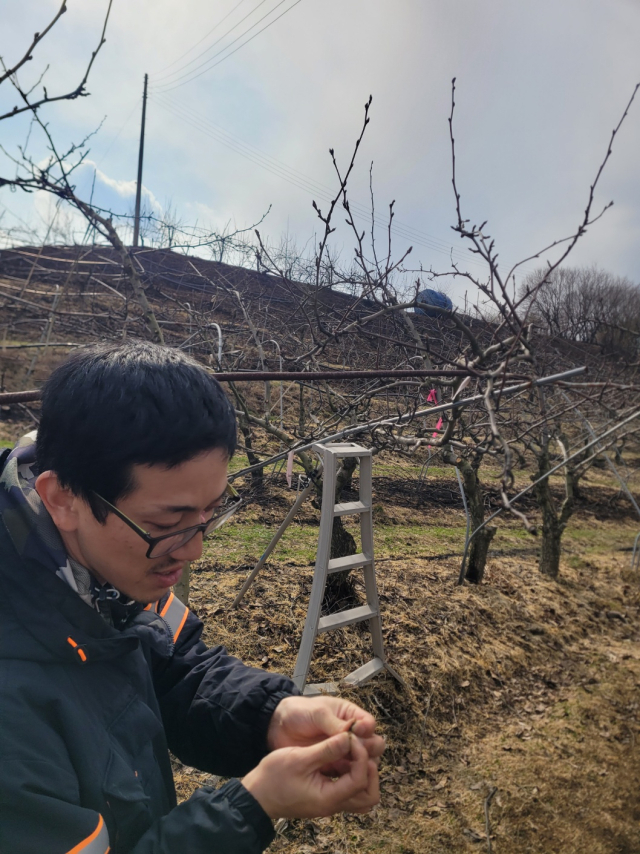 지품면 황장리에서 과수농사를 짓고 있는 신한용씨가 불에 익어버린 배나무 꽃봉오리를 뜯어 보이며 답답해 하고 있다. 박승혁 기자