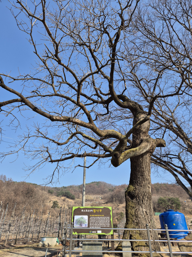 경북 예천군 은풍면 은산리에 있는 수령 350여 년 된 음나무는 가슴높이 둘레가 자그마치 5m가 넘는 노거수다. 예천군 제공