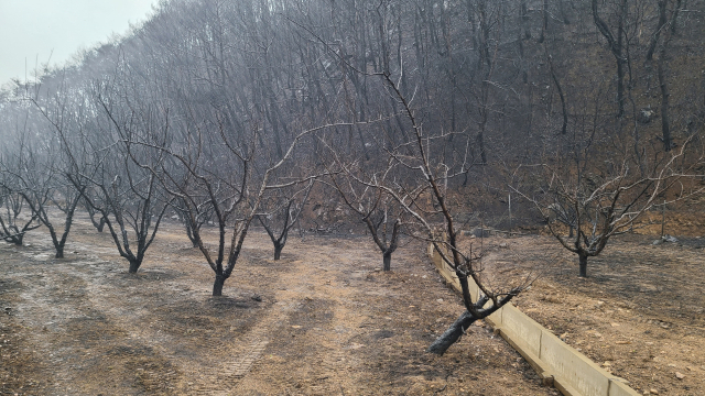 30일 경북 청송군 진보면 후평2리의 한 산불피해를 입은 사과농가 모습. 남정운 기자