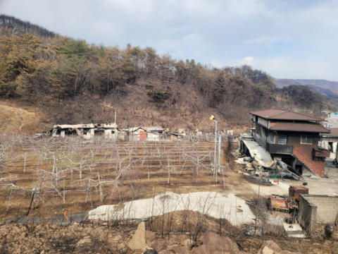 영덕 산불 잡고보니, 너무 큰 상처에 '망연자실'