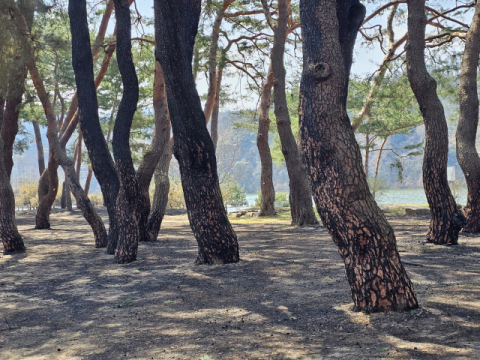 돈 주고도 못사는 수백 년 자연유산, 경북 산불로 잇따라 소실