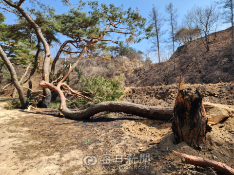 산불로 국가 산림문화자산 2곳 모두 잃은 청송…목계·중평숲 소실