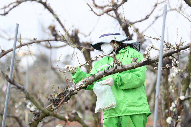 31일 전북 완주군 이서면 농촌진흥청 국립원예특작과학원 시험 재배지에서 연구원들이 자두 품종 개발에 쓰기 위한 꽃봉오리를 따고 있다. 채취한 자두꽃은 인공교배용 꽃가루를 얻는 데 활용할 계획이다. 2025.3.31. 농촌진흥청 제공