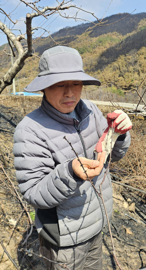 산불 여파에 전국 최대 자두 산지 '의성' 위상 '흔들'…생산량 30% 감소 위기