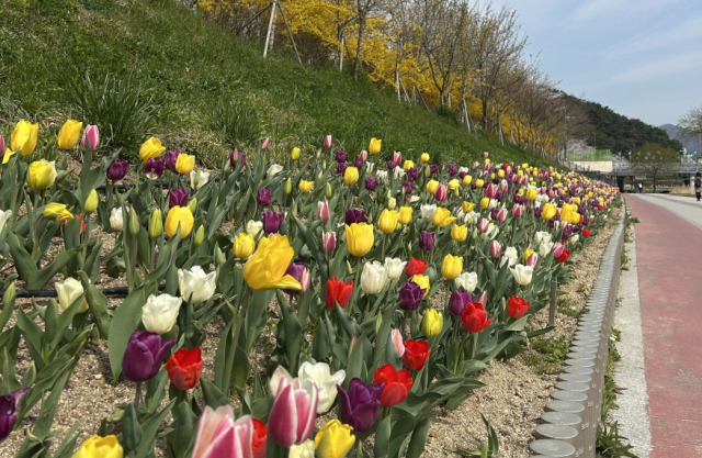 부산 기장군 좌광천 일대에 튤립 꽃길이 조성돼 있다. [사진=부산광역시 기장군]