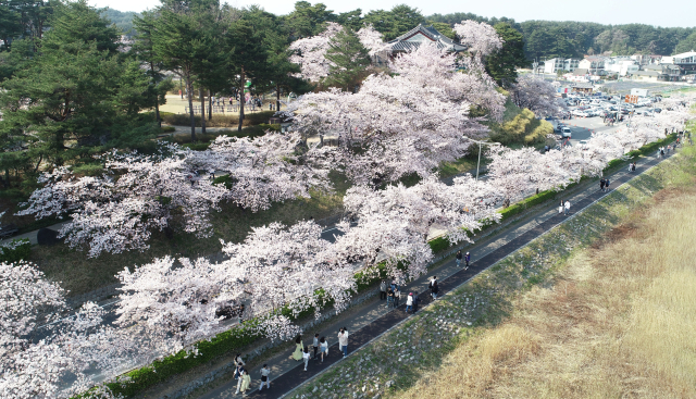 경포호 주변에는 오래 된 벚나무들이 있어 만개한 벚꽃들과 함께 특별한 봄을 보낼 수 있다. 권태명기자
