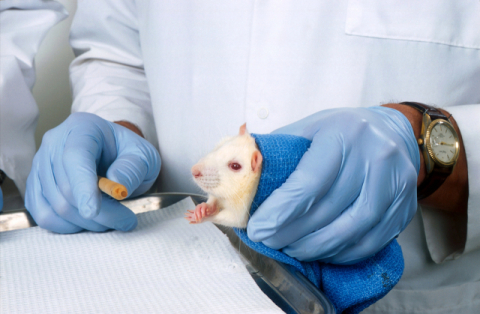 미 FDA, 의약품 개발서 동물실험 단계적 폐지…