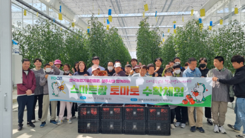 농진원, 상주스마트팜혁신밸리 '토마토 수확 체험 프로그램' 운영