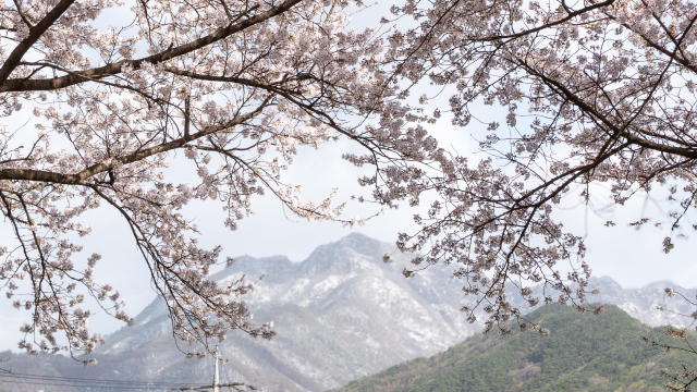전날 밤 내린 눈이 쌓인 경북 문경새재 주흘산 고지대와 문경새재 도립공원에 만개한 벚꽃이 함께 어우러지면서 13일 한폭의 풍경화를 연출하고 있다. 고도현 기자