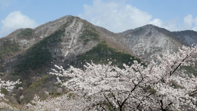전날 밤 내린 눈이 쌓인 경북 문경새재 주흘산 고지대와 문경새재 도립공원에 만개한 벚꽃이 함께 어우러지면서 13일 한폭의 풍경화를 연출하고 있다. 고도현 기자