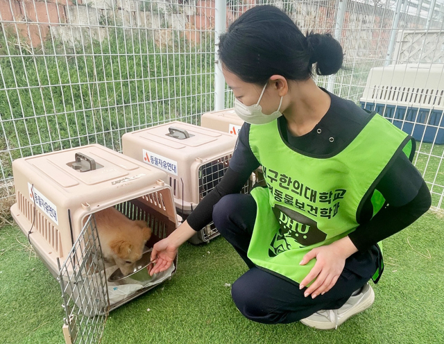 반려동물 쉼터(임시보호소)에서 봉사를 하는 대구한의대 학생. 대구한의대 제공