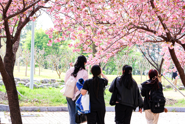 대구대학교(총장 박순진) 경산캠퍼스 공공인재대학 건물 뒤편에 겹벚꽃이 만개해 사진을 찍으려 하는 재학생과 지역민의 발길이 이어지고 있다. 대구대 제공