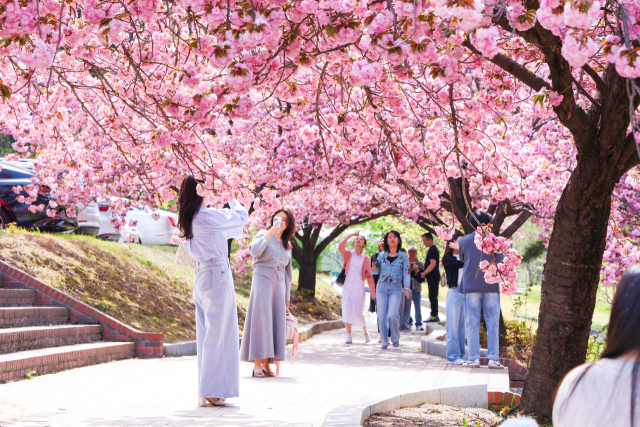대구대학교(총장 박순진) 경산캠퍼스 공공인재대학 건물 뒤편에 겹벚꽃이 만개해 사진을 찍으려 하는 재학생과 지역민의 발길이 이어지고 있다. 대구대 제공