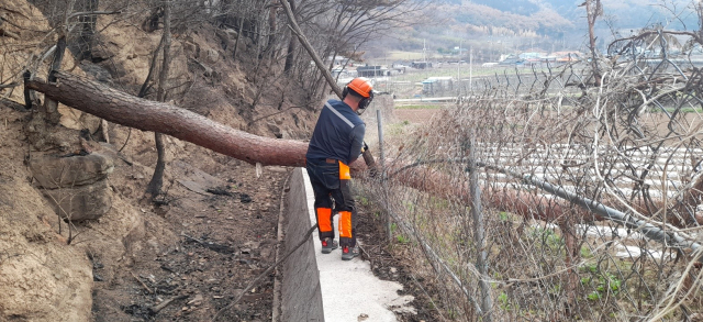 남부산림청 위험 수목 제거