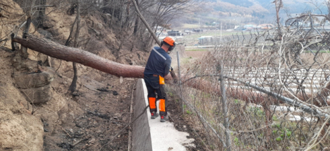남부지방산림청, 산불피해지 내 위험목 제거 총력