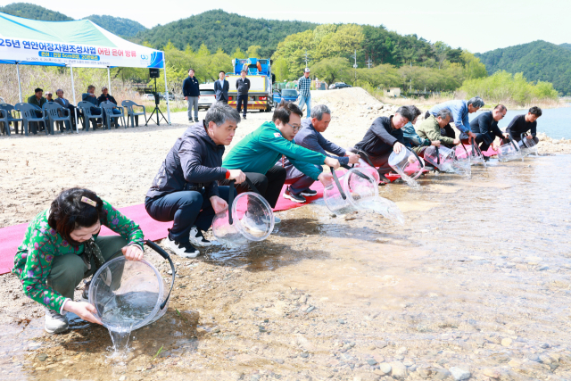 왕피천에 방류한 어린 은어. 울진군 제공