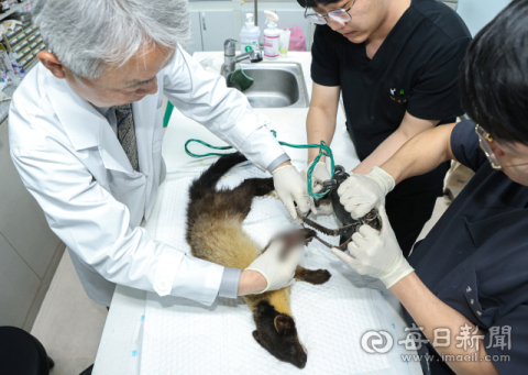 [포토뉴스] 불법 밀렵 여전… 덫에 걸린 멸종위기 '담비'