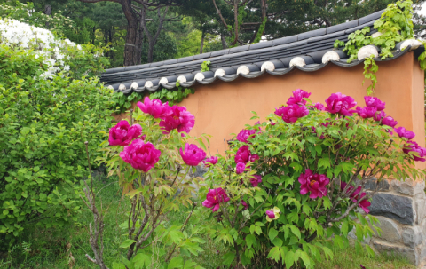 [이종민의 나무오디세이] 새색시도 시샘한 '국색천향(國色天香)' 모란꽃