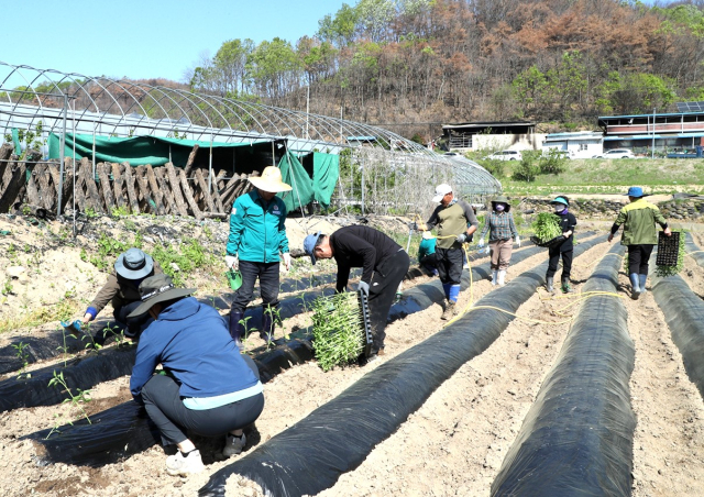 산불피해지 농가 일손돕기