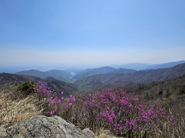 털진달래. 소백산국립공원관리사무소 제공