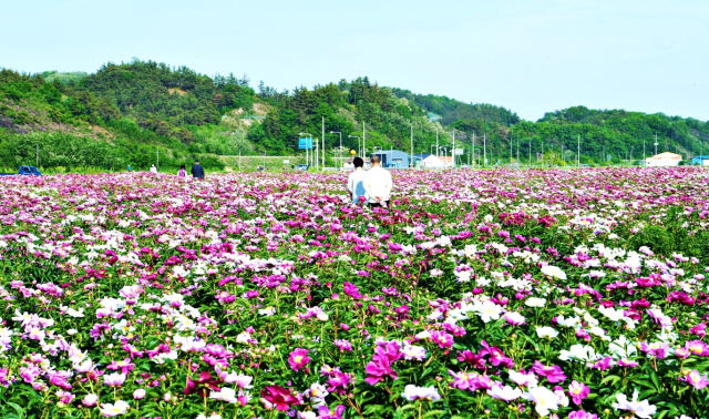 영천시 화북면 일원 작약밭 전경. 영천시 제공