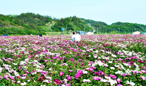 경북 영천시-한국약초작목반, 14일부터 '제7회 영천 작약꽃 나들이' 행사