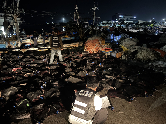 불법 포획 고래 165 토막…육지 밀반입하려다 덜미