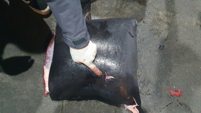 지난 7일 오후 포항시 북구 한 항구로 들어온 고래고기에 작살 자국이 선명하게 나 있다. 포항해양경찰서 제공.