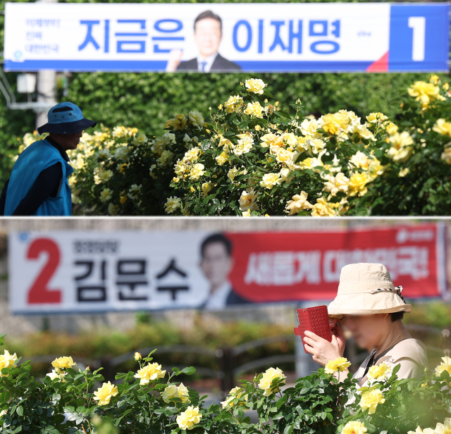제21대 대통령선거 공식 선거운동 개시일인 12일 대구 달서구 이곡장미공원에서 시민들이 장미꽃을 감상하는 가운데 대선 현수막이 게시돼 있다. 연합뉴스
