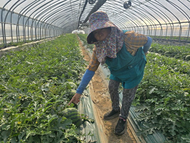 경북 안동시 풍천면에서 40년 이상 수박 농사를 짓고 있는 최임선 씨가 올해 산불 이후 발생한 연기로 수정용 벌들이 집단 폐사하고 일조량이 부족해지면서 생육 부진을 겪으면서 인근 농가들이 피해를 입은 상황에 대해 설명하고 있다. 김영진 기자