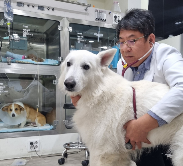 임재현 대구동물메디컬센터 원장이 반려견을 진료하고 있다. 이주형 기자