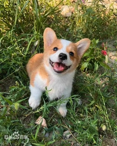 푸자이. 바이두 캡처
