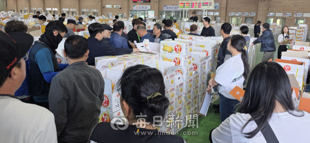 5월 들면서 출하량 증가로 성주참외 가격이 큰폭 하락했다. 성주참외원예농협 참외 경매장. 이영욱 기자