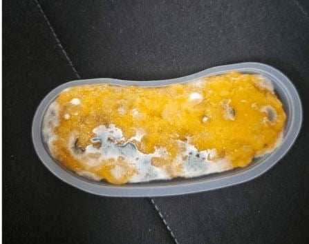 빽다방 디저트에서 곰팡이가?…