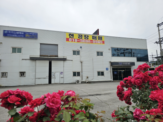 5월의 붉은 장미가 만개한 구미국가산단, 그 뒤로는 