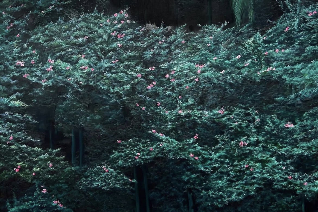 권아영, 서화(曙花)새벽의꽃, 2022, 캔버스에 유채, 80.3cmx116.8cm