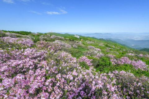 연분홍빛 철쭉의 향연…영주 소백산철쭉제 지난달 31, 1일 이틀간 열려