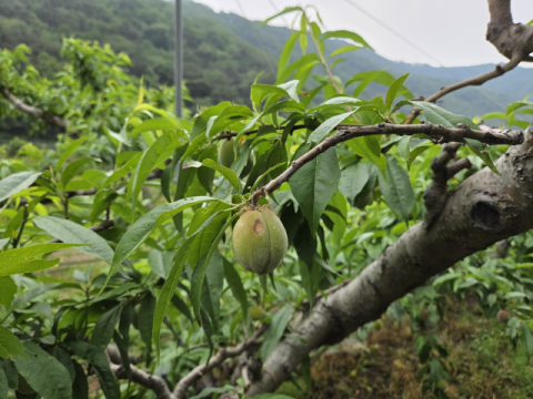 경북 영덕군 일부 농가서 탄저병 증상 발견…방제 등 예방활동에 총력