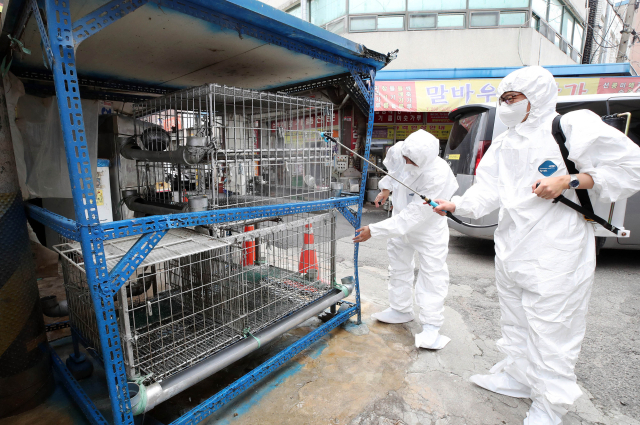 지난달 21일 광주 북구청 시장산업과 동물정책팀 직원들이 관내 한 재래시장 닭오리 판매업소에서 조류인플루엔자 예방을 위해 긴급 방역을 실시하고 있다. 앞서 중앙사고수습본부는 광주의 한 전통시장 가금판매소에서 고병원성 AI가 발생 됨에 따라 이달 3일까지 매주 수요일을 전통시장 일제 휴업·소독의 날을 운영하기로 했다. 연합뉴스