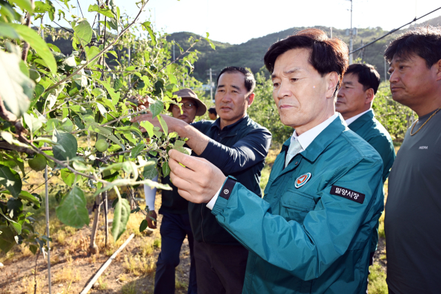 안병구 밀양시장이 4일 산내면 사과 재배 농가를 방문해 우박 피해 상태를 살피고 있다. 밀양시 제공▷