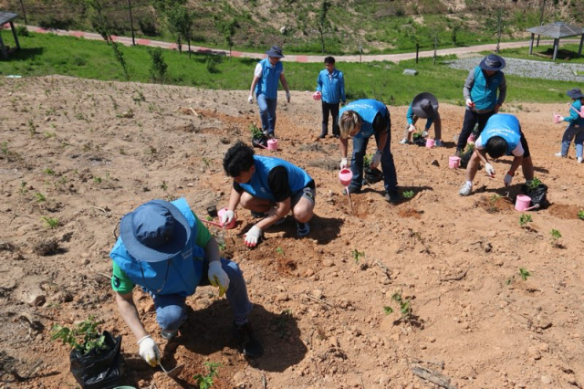 한국원자력환경공단과 포항고용노동지청 직원들이 5일 영덕에서 산불피해지역 진달래 묘목심기 자원봉사 활동을 하고 있다.