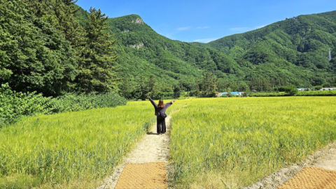 울릉도 나리분지 바람따라 일렁이는 청보리밭 '인기