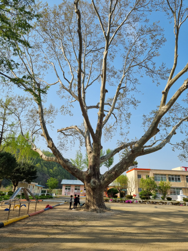 우람한 플라타너스는 아이들의 사랑을 언제나 받는 우정의 놀이터요 쉼터다.