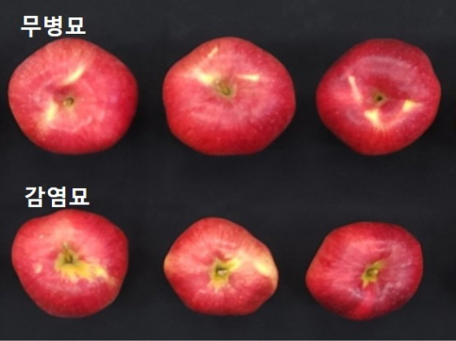 사과 